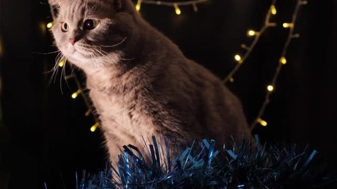 猫庆祝圣诞节和新年2022