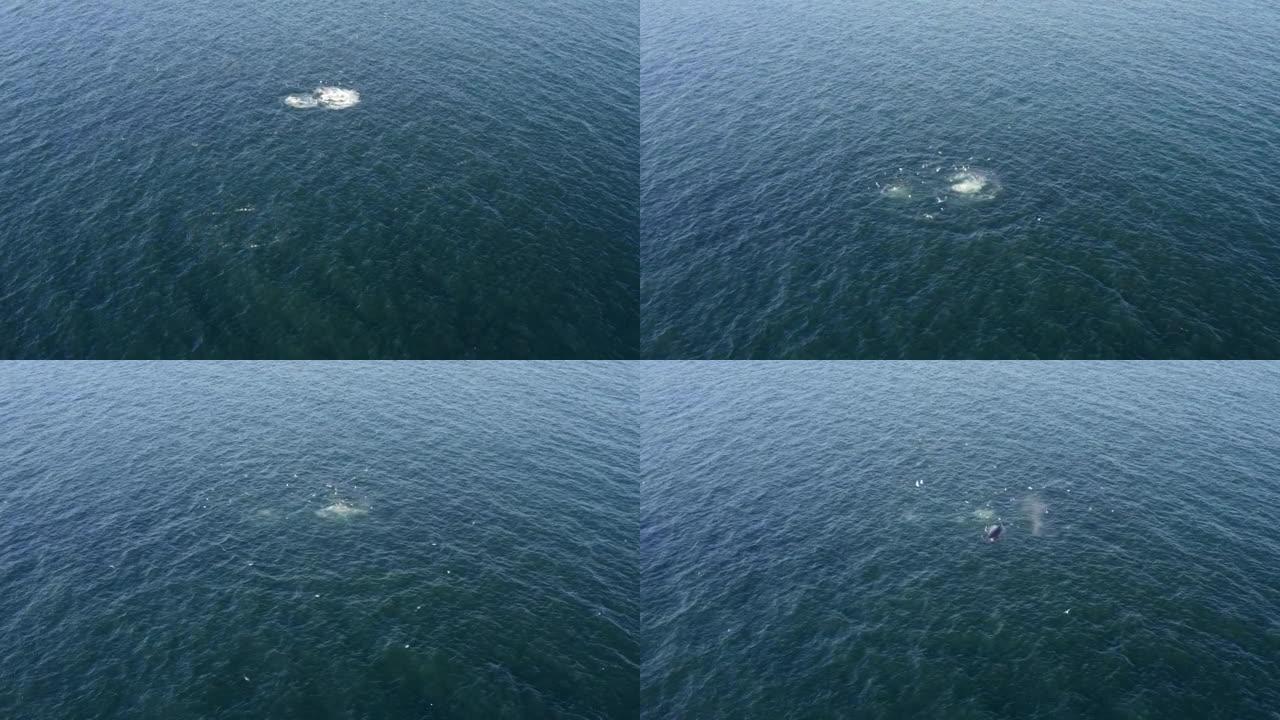 太平洋上的两条鲸鱼。