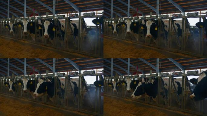 现代农场牛棚用奶牛吃干草，奶牛场。农场奶牛的繁殖。农业、畜牧业和畜牧业