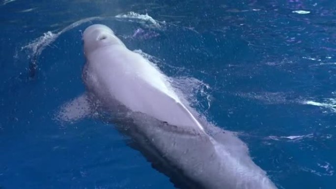 白鲸吹洞比潜水慢动作