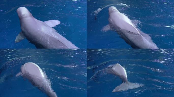 白鲸吹洞比潜水慢动作