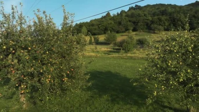 带有未成熟梨的苹果园，位于覆盖着落叶林227a的山丘附近