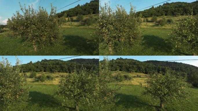 带有未成熟梨的苹果园，位于覆盖着落叶林227a的山丘附近