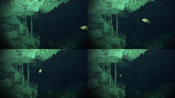小鱼引领水下洞穴前进之路