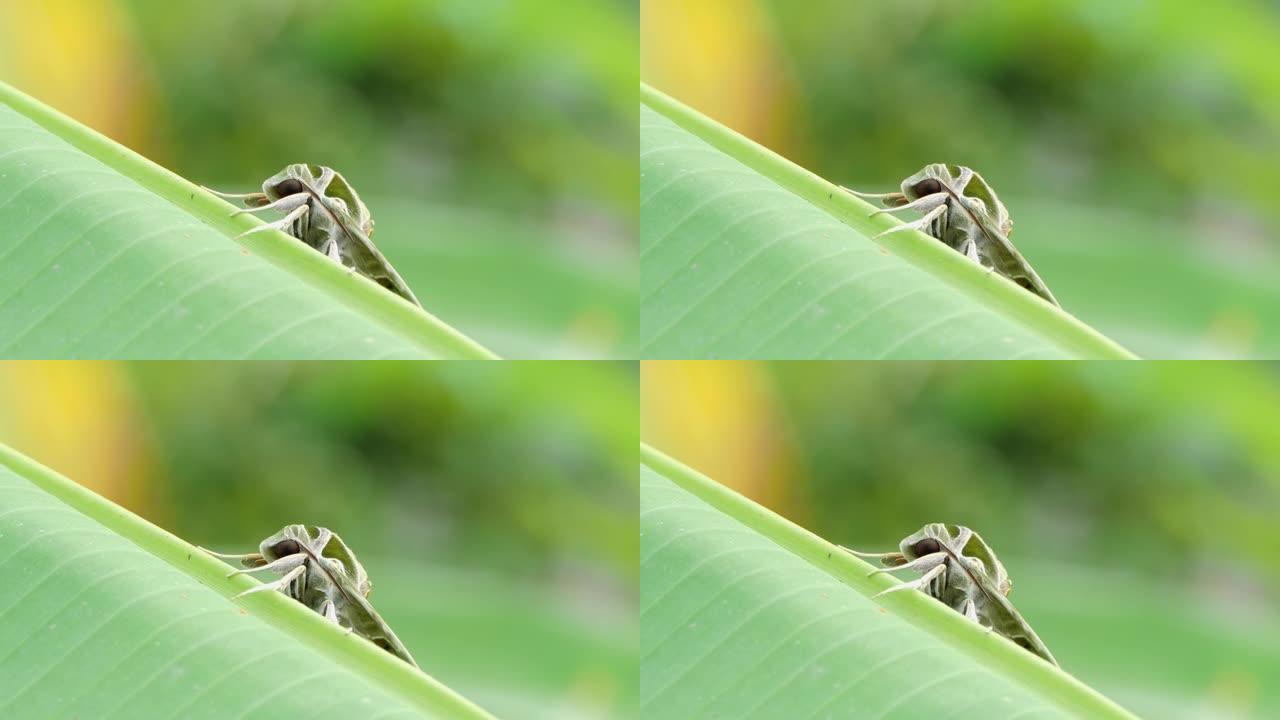 夹竹桃鹰蛾栖息在香蕉叶上。