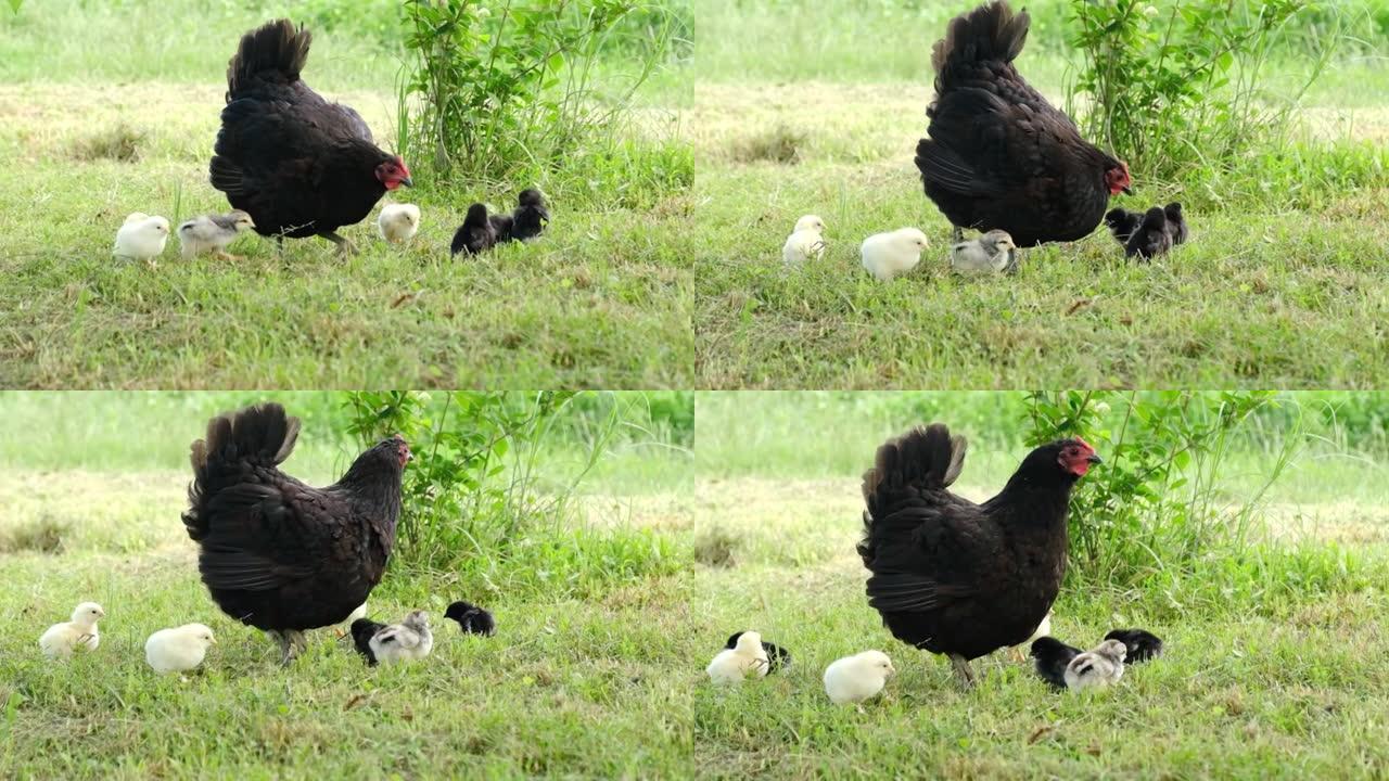 在后院灌木丛附近放牧和喂养小鸡的鸡。
