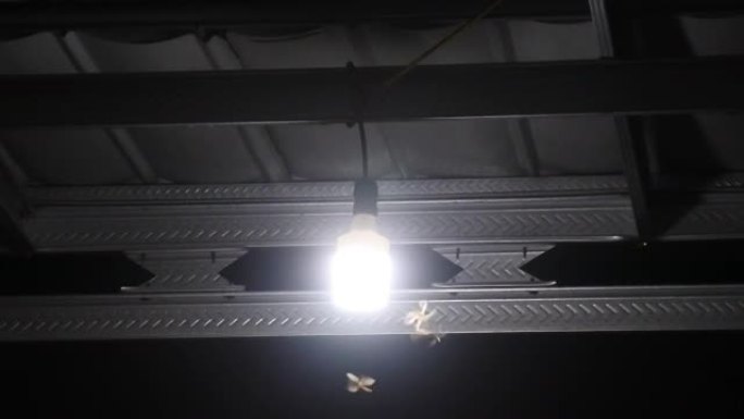 一群飞蛾在灯笼周围盘旋。昆虫，飞蛾，在夜晚飞入光明。