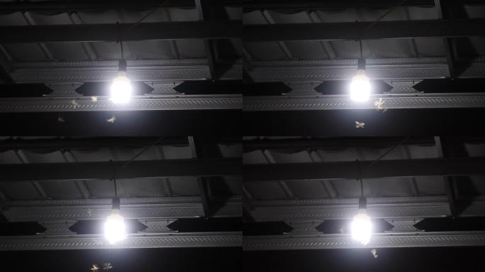 一群飞蛾在灯笼周围盘旋。昆虫，飞蛾，在夜晚飞入光明。