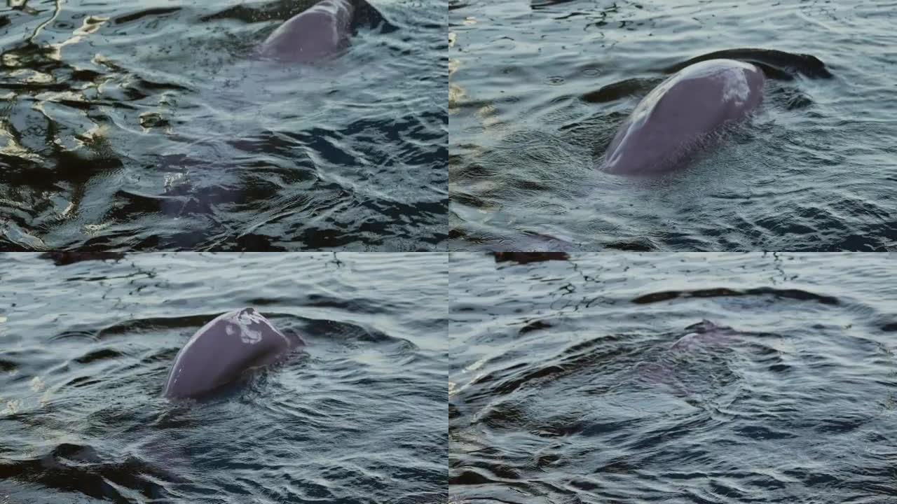 白鲸突破表面慢动作