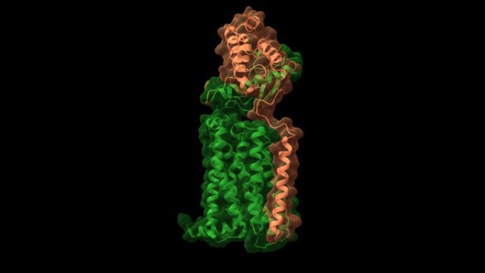具有CGRP肽 (棕色) 和受体活性修饰蛋白 (绿色) 的CGRP受体 (蓝色) 的结构。