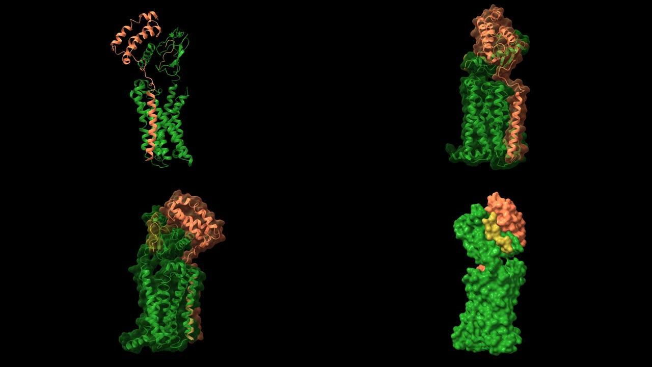 具有CGRP肽 (棕色) 和受体活性修饰蛋白 (绿色) 的CGRP受体 (蓝色) 的结构。