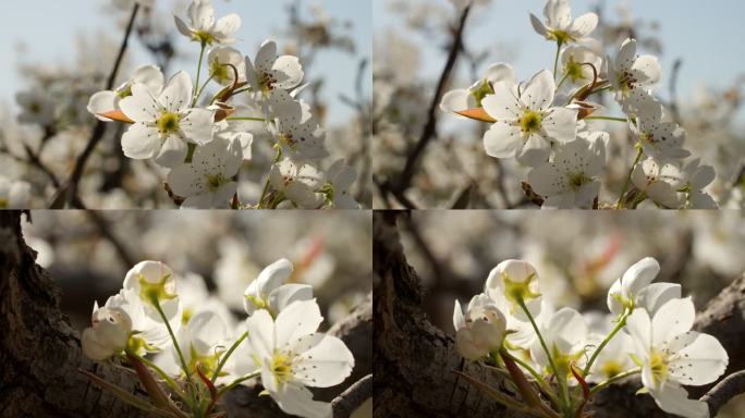 滑跪拍摄梨花