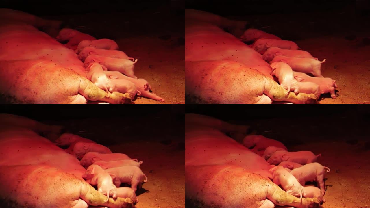 在加热灯下的谷仓里的一个村庄里的小猪吮吸猪粪