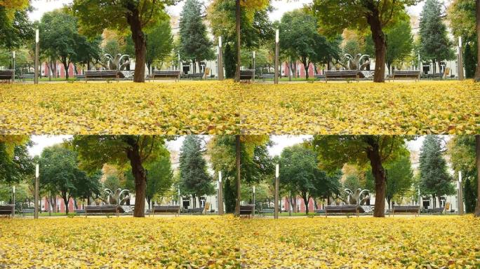 落叶落在城市公园里。风一吹，树叶就飞了起来。一条没有人的街道。秋天的天气。印度的夏天。银杏叶落在地上
