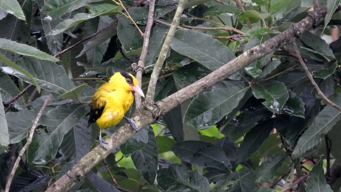 漂亮的黄鹂鸟，黄鹂鸟吃毛毛虫