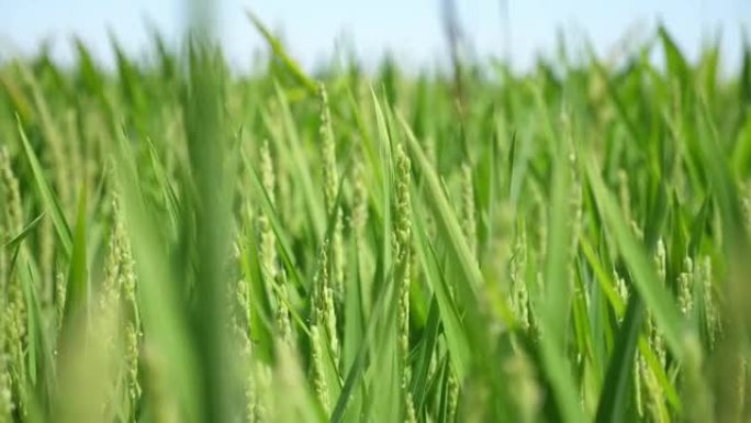夏季晴天，在无边无际的农田上生长着绿色的水稻穗