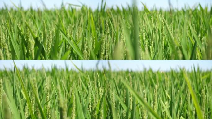 夏季晴天，在无边无际的农田上生长着绿色的水稻穗