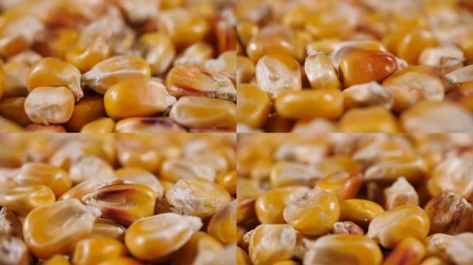 特写生玉米种子。宏观视图黄色籽粒玉米背景食品有机特写。干玉米粒纹理背景特写。转基因玉米粒玉米宏观镜头