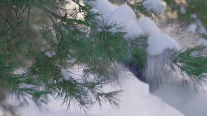 手套中的雌性手正在压碎松枝上的雪。美丽的冬季大自然被雪覆盖。在寒冷的冬日享受你的散步。特写。慢动作