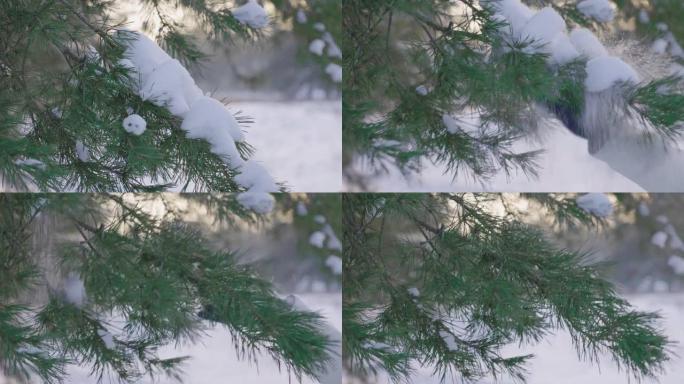 手套中的雌性手正在压碎松枝上的雪。美丽的冬季大自然被雪覆盖。在寒冷的冬日享受你的散步。特写。慢动作