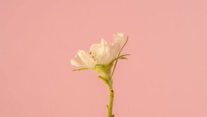 4k延时的普通枸杞花开并在粉红色背景上生长。德国麦草盛开的花。