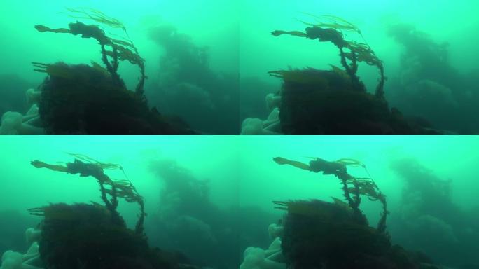 急流中公牛海带的水下视图