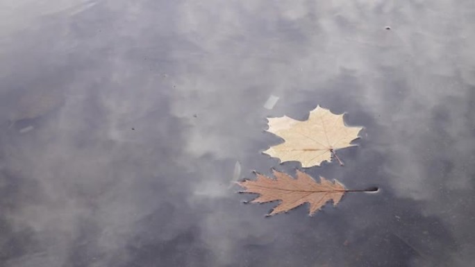 雨后水坑中的水面上有黄色的秋叶