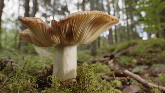 放大，生长在瑞典森林中的红菇