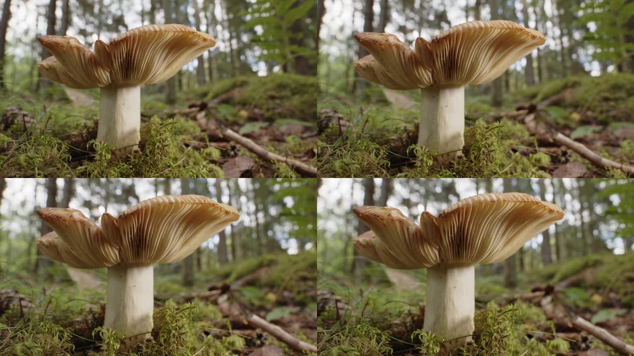 放大，生长在瑞典森林中的红菇