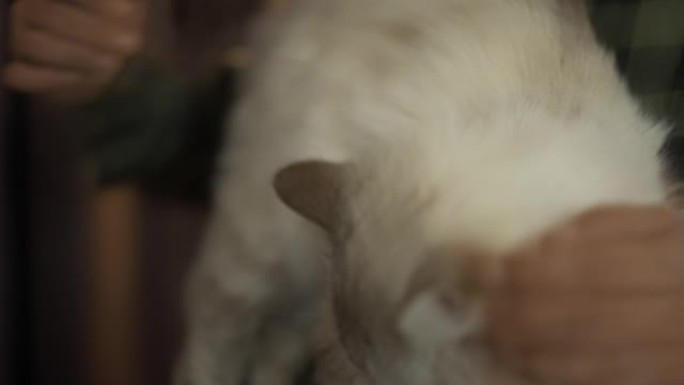 戴着眼镜的极客抚摸着室内的猫