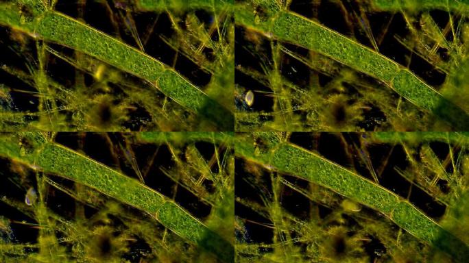 藻类菌落探索科学发现生物奥秘