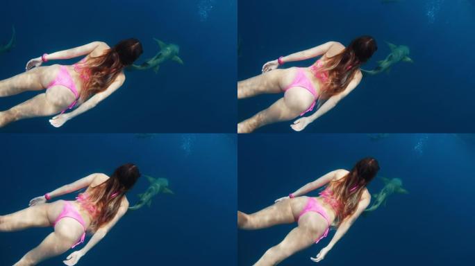 和鲨鱼一起游泳。穿着粉色性感比基尼的女人在热带海洋里和鲨鱼一起游泳