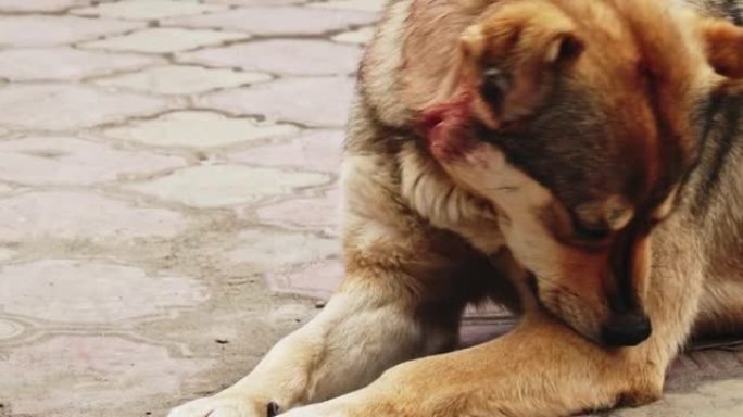 街头狗躺在人行道上时从毛皮上咬掉跳蚤