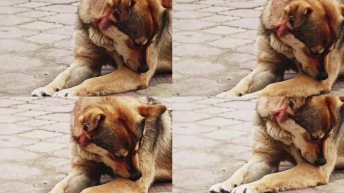 街头狗躺在人行道上时从毛皮上咬掉跳蚤