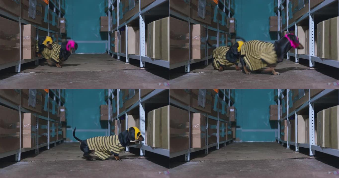 几只穿着条纹衬衫和彩色口罩的深色腊肠狗藏在储藏室的成排架子和盒子之间