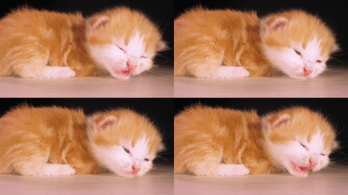 小猫可爱的动物悲伤小猫喵喵躺在桌子上