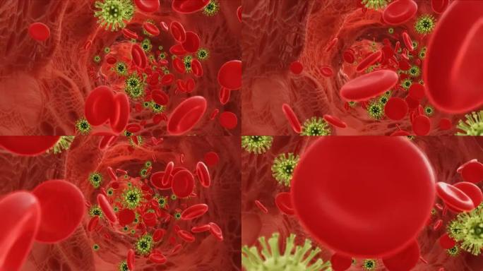 红细胞在动脉中与病毒一起流动。3d视频