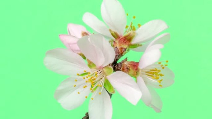 杏仁花盛开在绿色背景下的4k视频中。缩小春天梅花的视频。