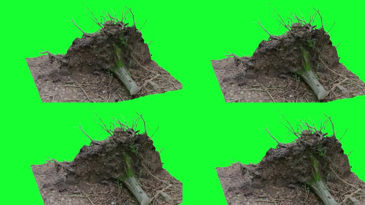 绿屏上倒下的木头的根动画，色键
