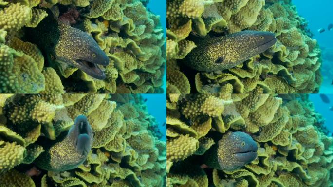 黄边海鳗 (Gymnothorax flavimarginatus) 从其生菜珊瑚或黄卷珊瑚 (Tu