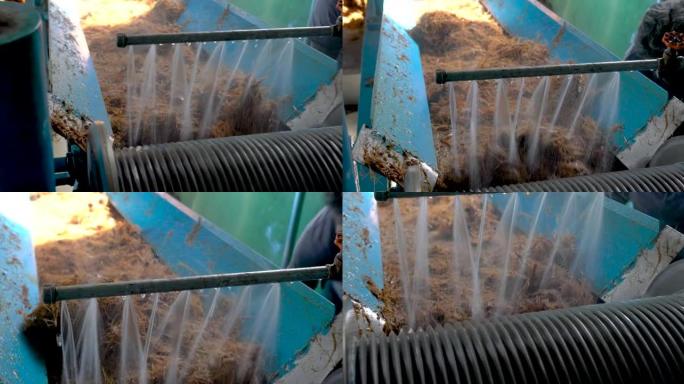 工厂挤压龙舌兰以制造龙舌兰酒行业概念