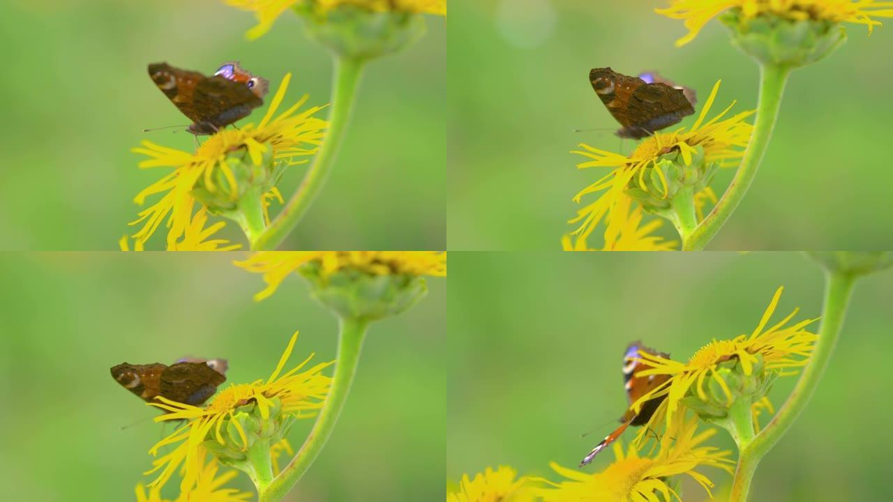 蝴蝶以4k慢动作60fps站在花上