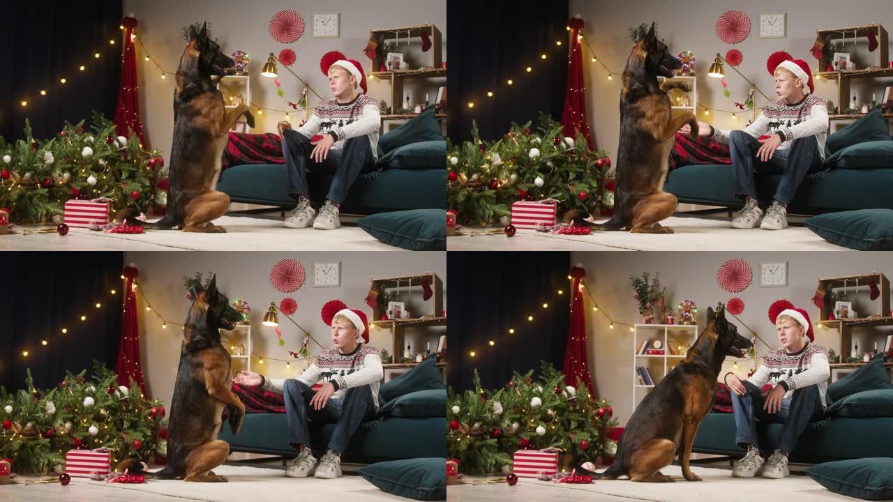 狗狗为掉在客厅的圣诞树道歉。男人责骂马利诺伊斯巴德。内疚的小狗后腿站立。淘气的家养动物在家里。新年时
