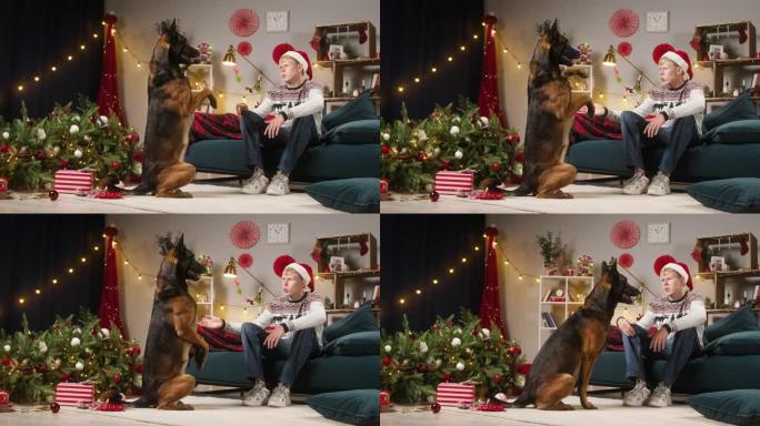 狗狗为掉在客厅的圣诞树道歉。男人责骂马利诺伊斯巴德。内疚的小狗后腿站立。淘气的家养动物在家里。新年时
