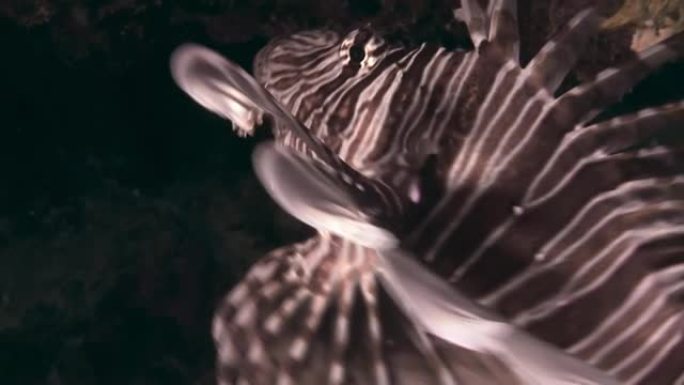 粉红色热带珊瑚Gorgonaria undewater海水上的蝎子鱼。