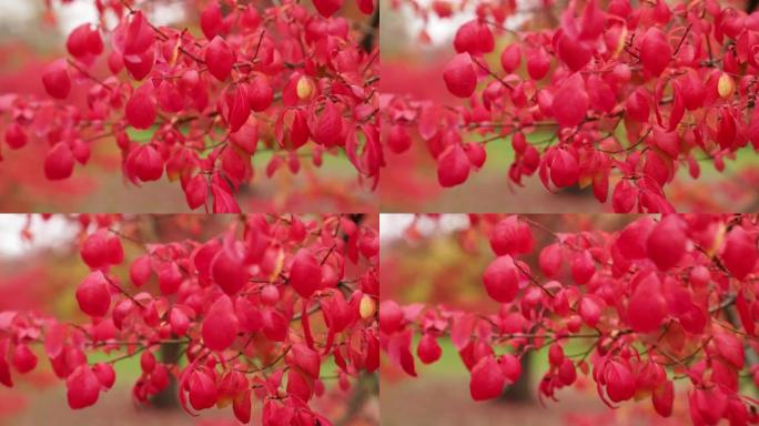 一棵小树的特写，秋天的季节，鲜红色的精致叶子和树枝在微风中摇曳。