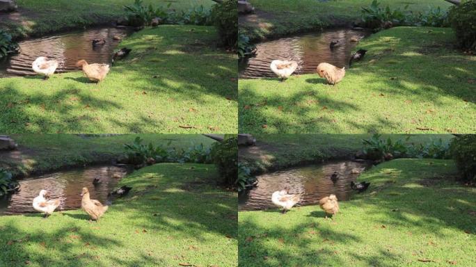 灰色的鹅子生活在花园中的农村生活概念，库存镜头