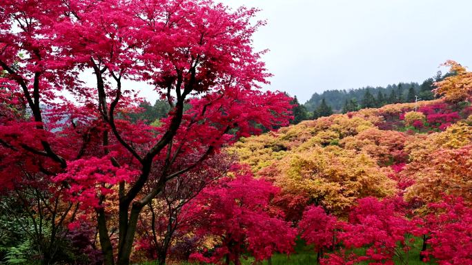 漫山遍野红枫叶实拍视频