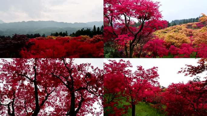 漫山遍野红枫叶实拍视频