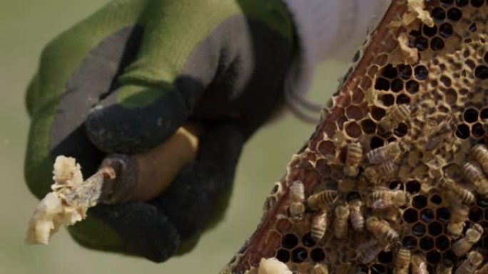 240fps慢动作-养蜂人戴着手套从框架上刮蜡，slomo